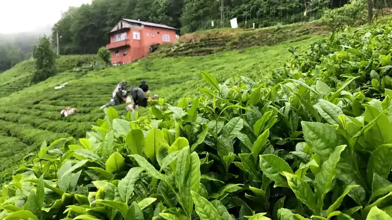 ÇAYKUR Yaş Çay Kampanyası Başladı! ÇAYKUR Yaş Çay Kampanyası Başladı!