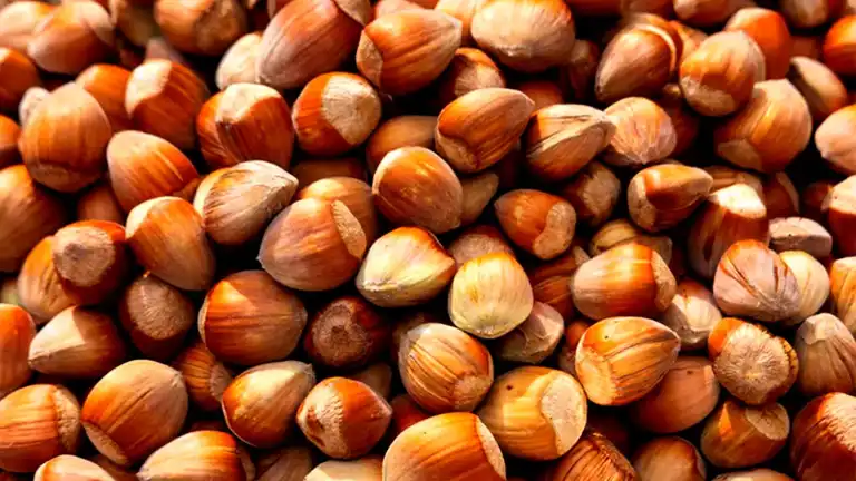 Doğu Karadeniz'den 419 Milyon Dolarlık Fındık İhracatı Doğu Karadeniz'den 419 Milyon Dolarlık Fındık İhracatı