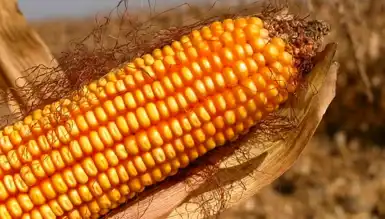 TMO, mısır alım fiyatını açıkladı