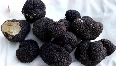 Trüf Mantarı, Türkiye Ekonomisine 650 Milyon TL Kazandırdı!